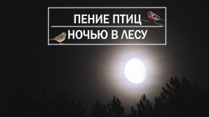 Пение птиц 🎵🌙 Ночью в лесу. Звуки природы без музыки