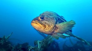 Преображение '24 (короткий вариант)