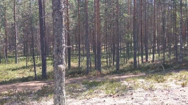 Поход в летний лес Карелии с ночёвкой 2021
