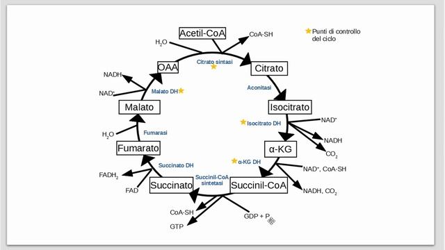 Ciclo di Krebs #1 - Acetil-CoA e visione generale смотреть онлайн