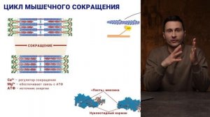 10.  Рабочий цикл актин-миозин, сокращение мышц
