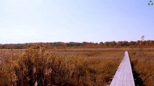 Виртуальная прогулка в солнечный день  Лесная прогулка по экотропе заказника. Вышка орнитолога