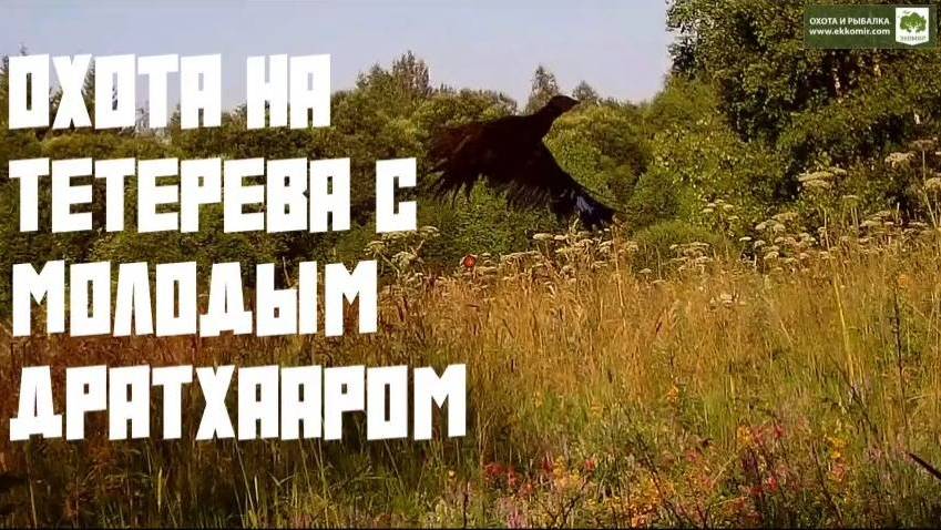Охота на тетерева с молодым дратхааром. +18