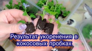 Черенки укоренились . Пересаживаю в торф.