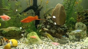 Красивый аквариум с музыкой