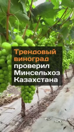 Трендовый виноград проверили на нитраты