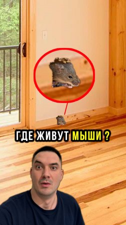 Мыши в каркасном доме #Дача #Каркасник #ДомВДеревне