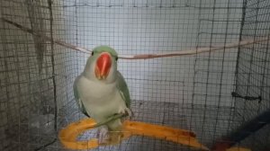 Parrot eating green beans