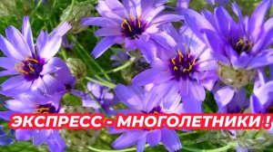 ЭКСПРЕСС-МНОГОЛЕТНИКИ из семян цветущие в год посева! Посейте эти цветы на рассаду