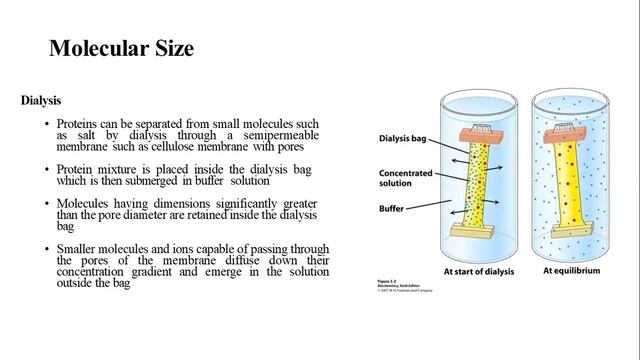 Proteomics Protein purification and chromatography 2 24072020 смотреть онлайн