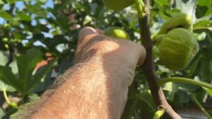 Инжир - Начало Сбора Большого Урожая | Как Сохранять Плоды