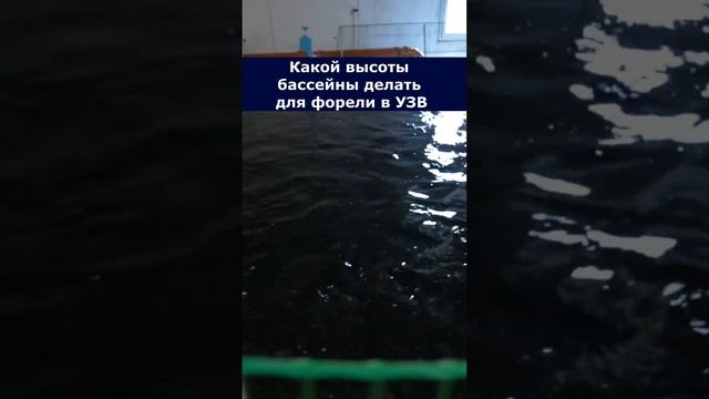 Какой высоты бассейны делать для форели в УЗВ #система #узв #рыба #форель смотреть онлайн