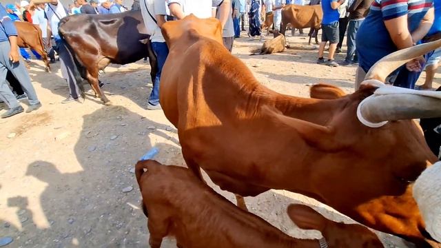 Карши Карвон мол бозори нархлари 30.06.2024