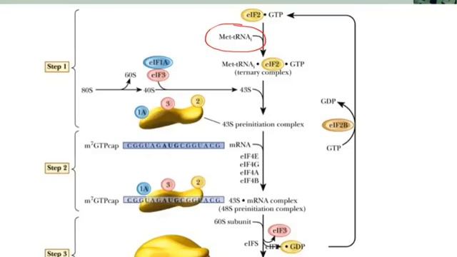 chm260 wk13a translationend смотреть онлайн