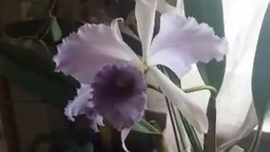 Lc. C.G. Roebling  "Blue Indigo " in bloom :)