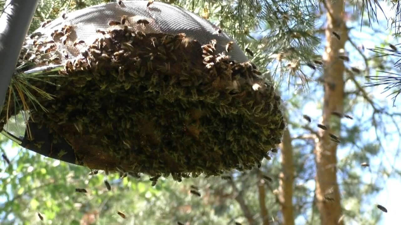 Почему рои пчел улетают с пасеки