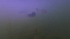 ФОРЕЛЬ ПОД ВОДОЙ. Сьемка форели на подводную камеру
