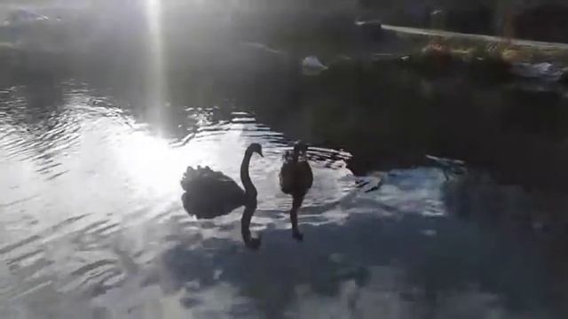 Польша ресторан тиха вода смотреть онлайн