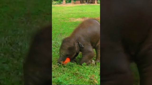 Я маленький Ушастенький слонёнок 🐘