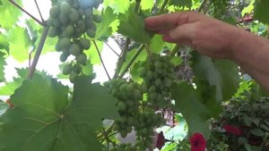 Чем подкормить виноград во время созревания ягод. Видео снято по просьбе канала Сад на всех широтах