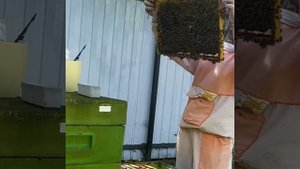 Развитие отводков. Заглянем в улей через 10 дней.