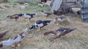 КУПИЛИ ДОМ В ДЕРЕВНЕ. ГОТОВИМ К ЗИМЕ.
