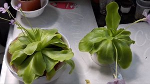 Жирянка. Хищное растение. Детки с листа. Уход.