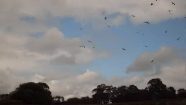Red Kites feeding at Gigrin Farm смотреть онлайн