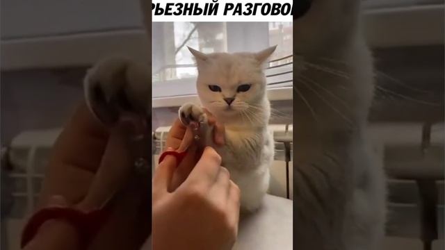 Очень важный разговор