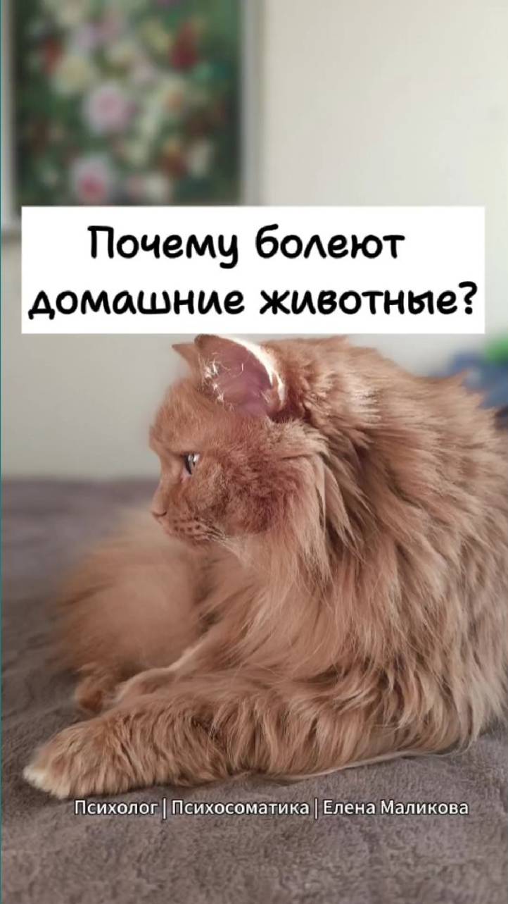 Почему болеют домашние животные