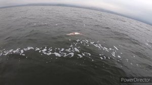 Огромная щука, рыбалка поздней осенью