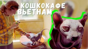 Кошачий рай и ароматный кофе: уникальное котокафе Catffe во Вьетнаме ☕ | Дананг