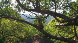 ГОА-2024. Экскурсия "Весь ГОА за 1 день" Водопад Дудхсагар Ожидаем джипы Дорога к водопаду Обезьяны