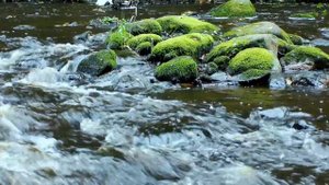 Река в лесу. Журчание воды. Шум воды. Белый шум