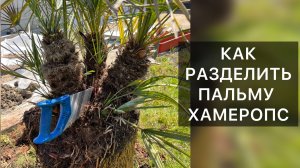 Как разделить пальму Хамеропс 🌴 | 🌴 chamaerops palm separation