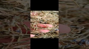 катумские овцы. осень 2024