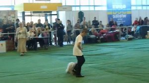 Junior Handler Сравнение Junior Handler