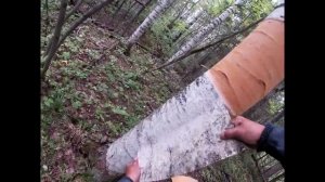 Как правильно и быстро снять кору с берёзы.