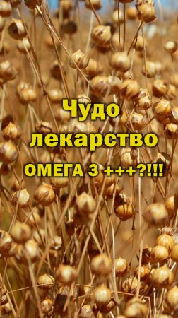 Хорошо,что у нас в России есть лучшие в мире биотехнологии! Башинком, д. б. н. Владислав Сергеев