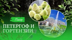 Петергоф и гортензии 🌺🌿