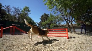 Purina Magyarország x HEROSZ Állatotthon: így segít az agility park a menhelyi kutyáknak