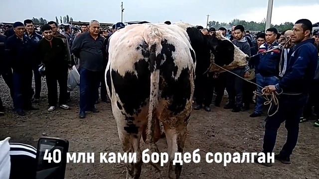 Томоша! Тепакургонда ГИГАНТ букалар