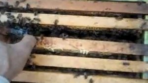 Матка Ниска ИО. ч.2. Реакция пчёл в отводке на подсадкку. 16.07.2019