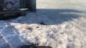 Балашиха - состояние помоста на озере Юшино возле ВНИИПО