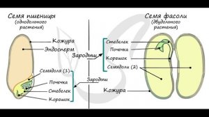 Для чего нужны семена? Функции семян растений. Урок для младших школьников