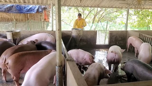 My Farm, Take Care of Chickens and Pigs. (Episode 91). смотреть онлайн