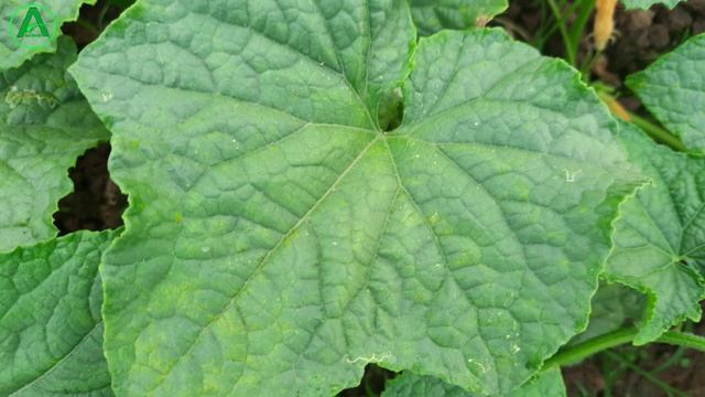 Downy mildew control fungicide || Downy mildew कंट्रोल सिर्फ 1 स्प्रे में