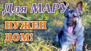 МАРУ, 8 месяцев, овчарочка, ОЧЕНЬ НУЖЕН ДОМ!! Отдается единственной собакой в ЛЮБЯЩУЮ семью!