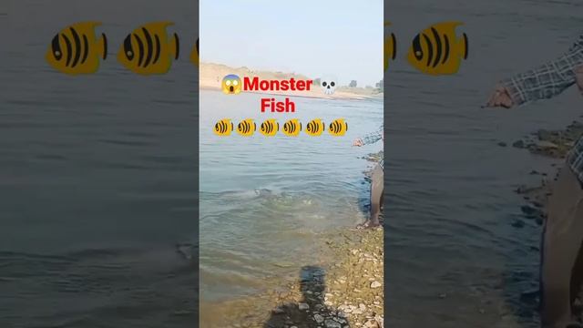 #monsterfish#amazing#viralmonsterfish#super#amazing#nice#