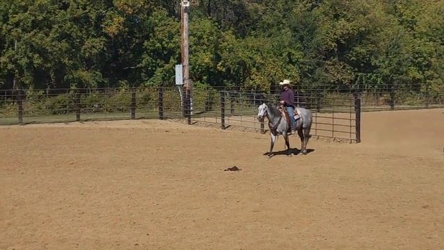 Lot 35 AMR DUAL GUN PLAY offered by Tietjen Performance Horses @PremierHorseSales